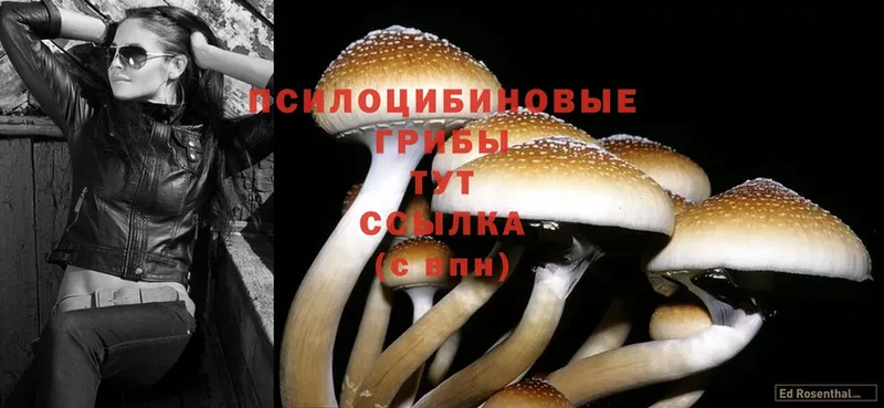 дарк нет формула  ОМГ ОМГ вход  Псилоцибиновые грибы Psilocybine cubensis  Данков  закладки 